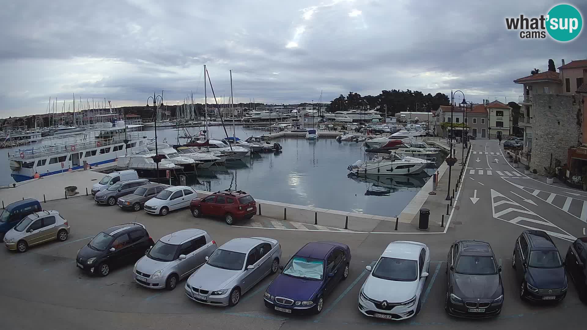 Novigrad | Porporela marina