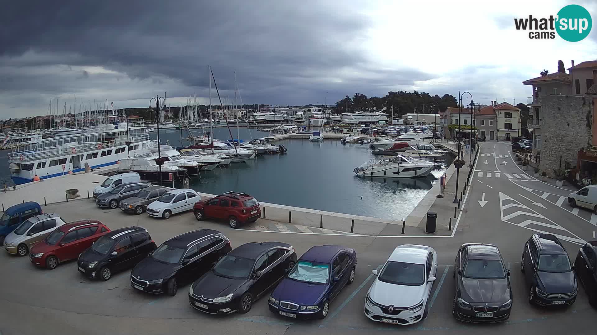 Novigrad | Porporela marina