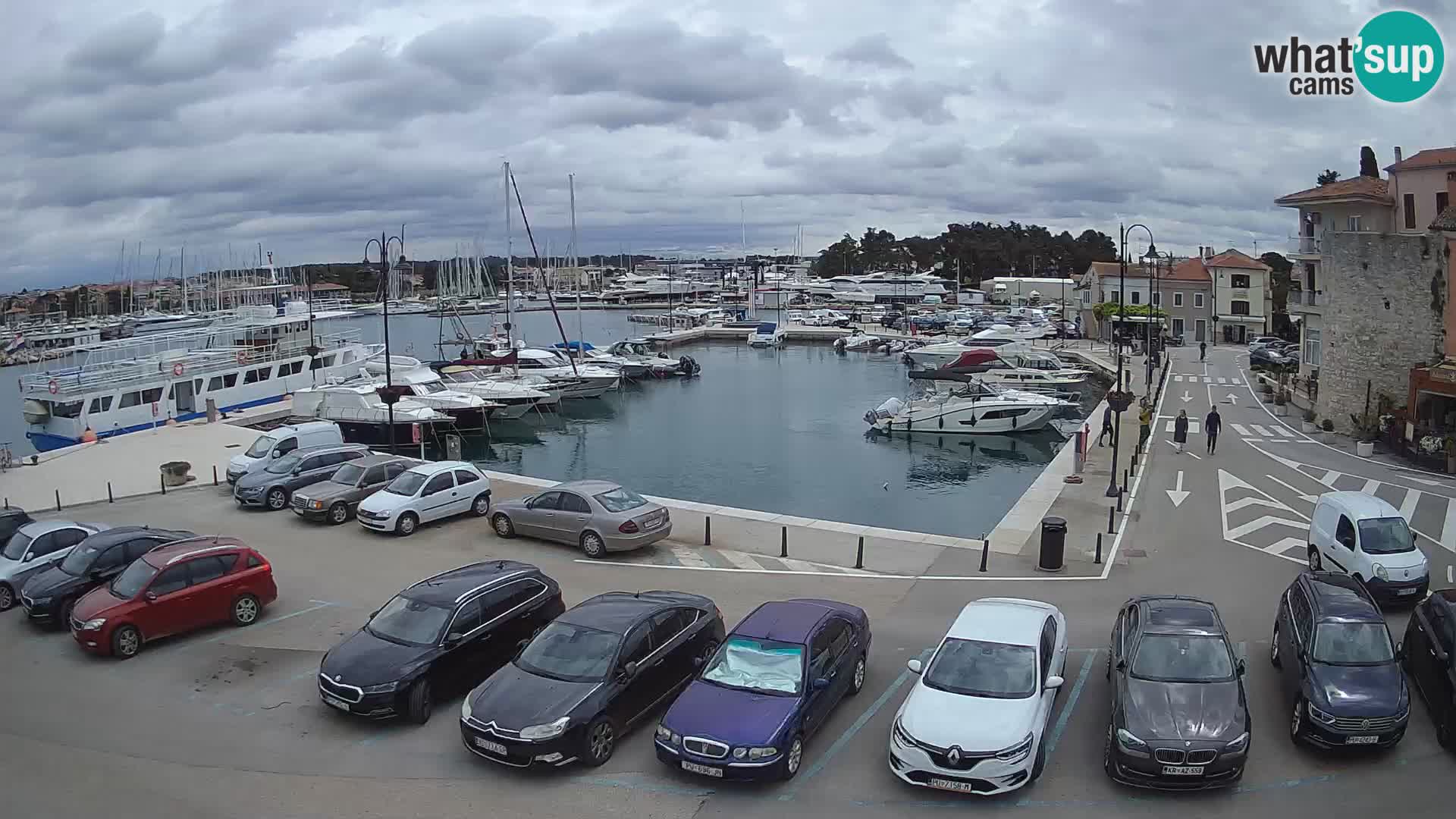 Novigrad | Porporela marina