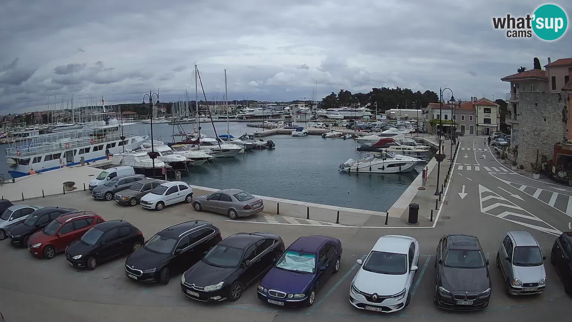 Novigrad | Porporela marina