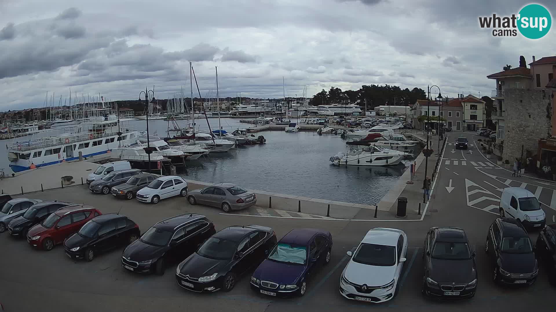 Novigrad | Porporela marina