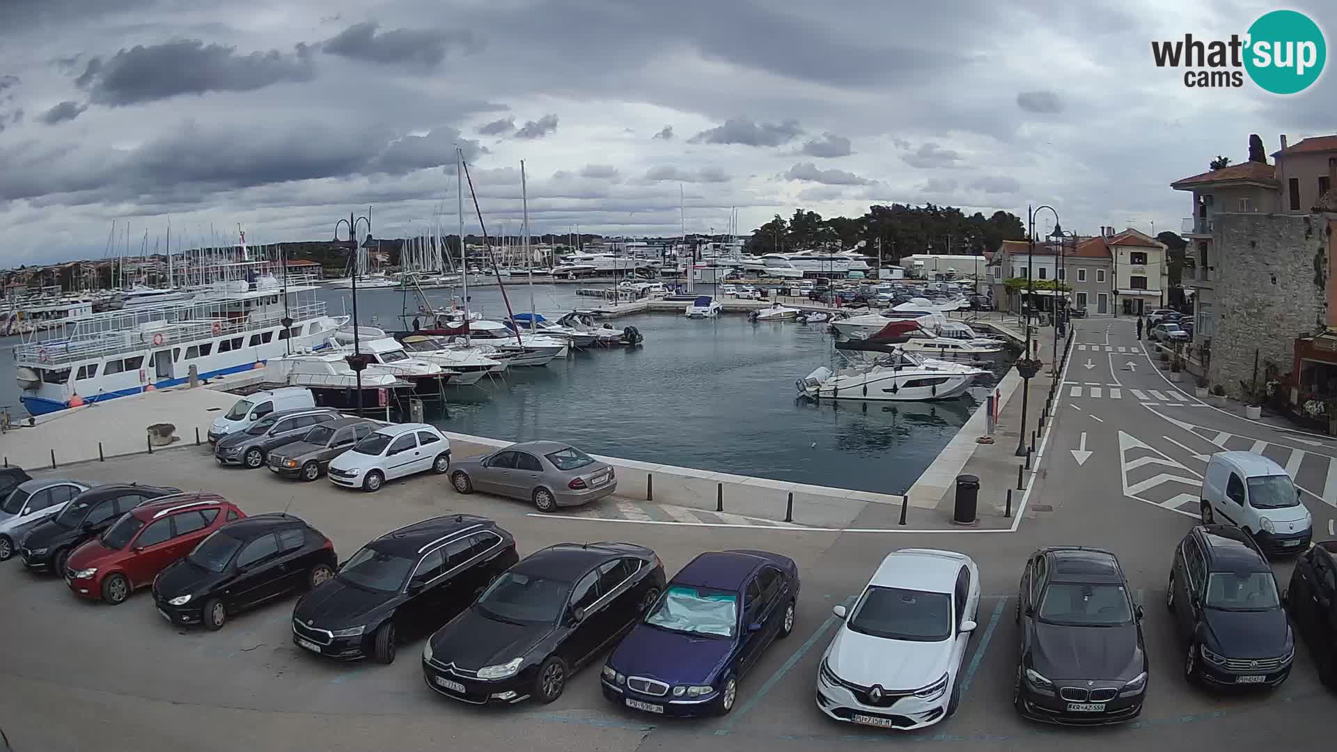 Novigrad | Porporela marina