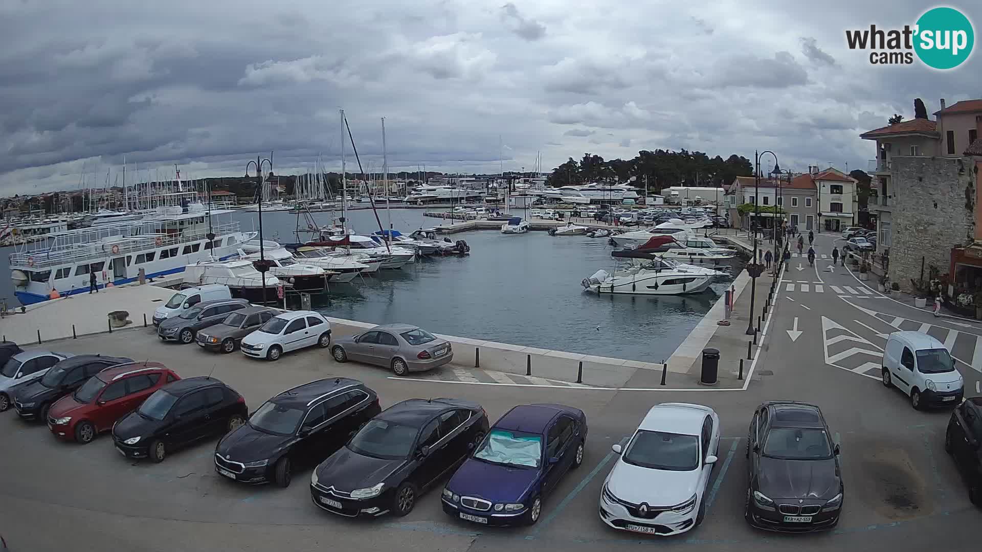 Novigrad | Porporela marina