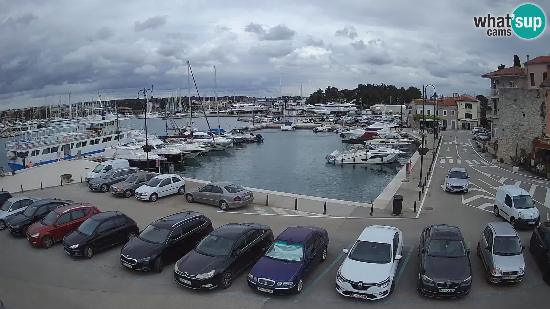 Novigrad | Porporela marina