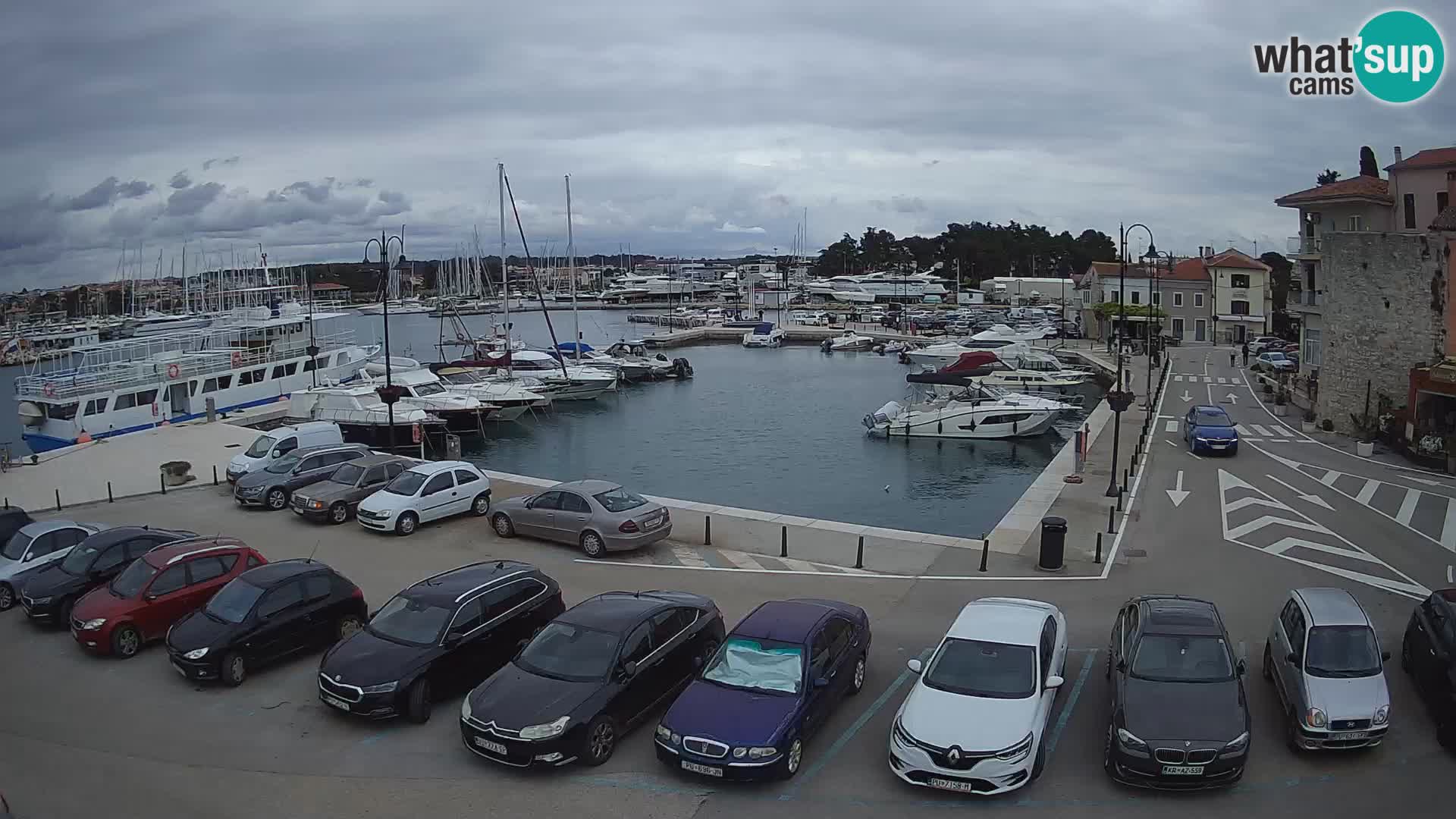 Novigrad | Porporela marina