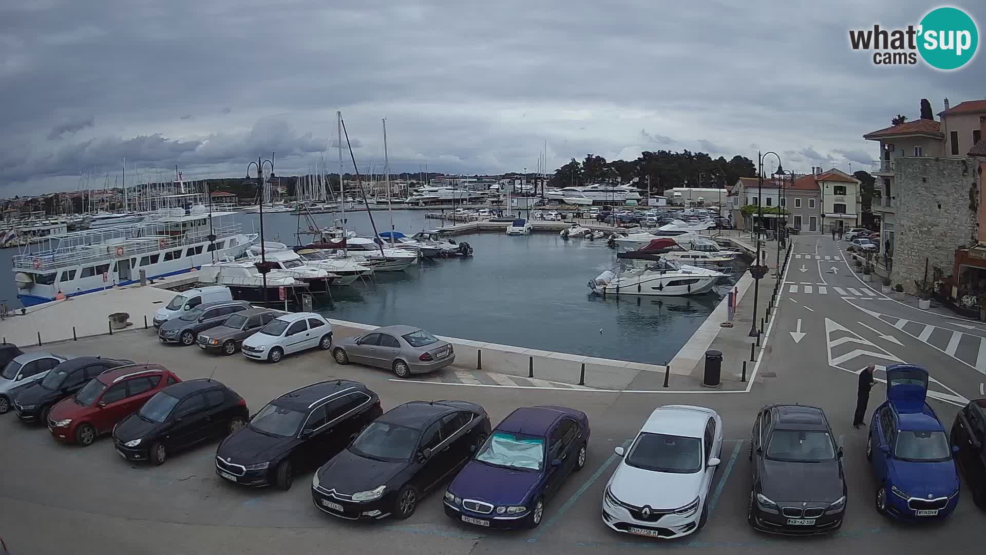 Novigrad | Porporela marina