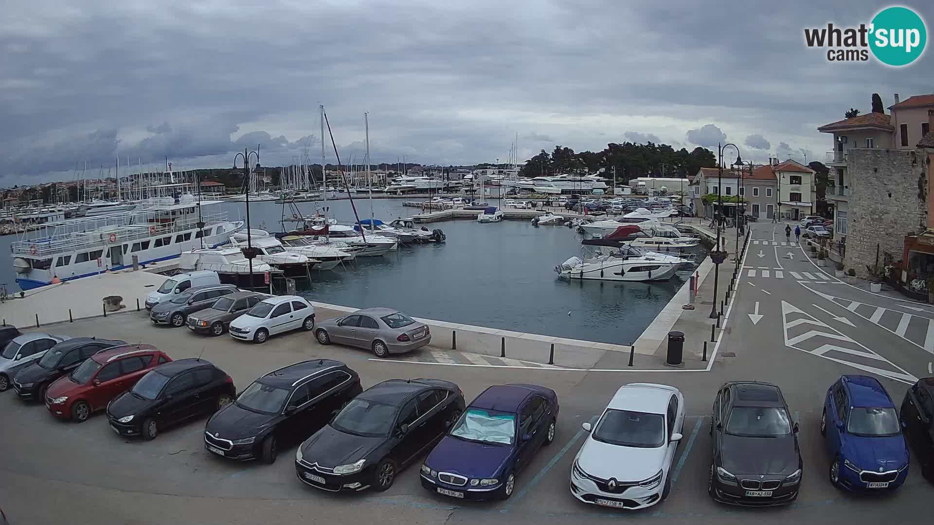 Novigrad | Porporela marina