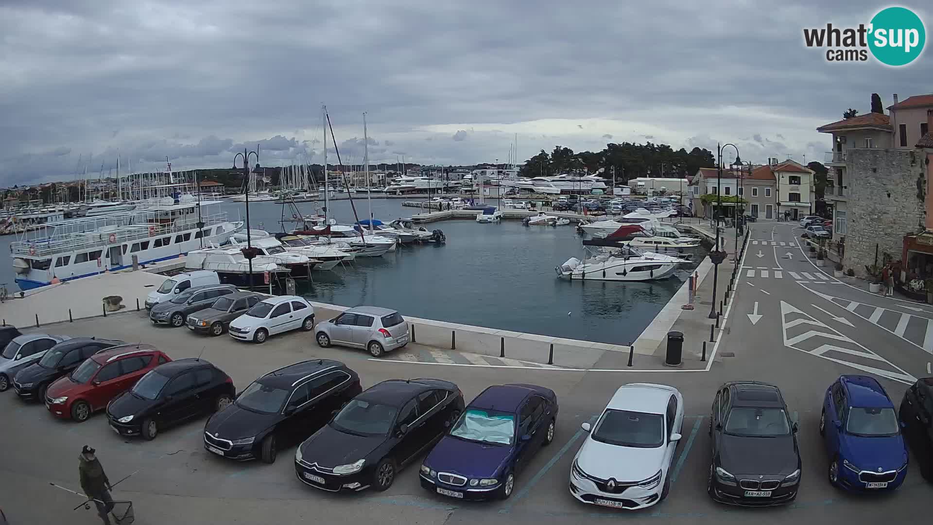 Novigrad | Porporela marina
