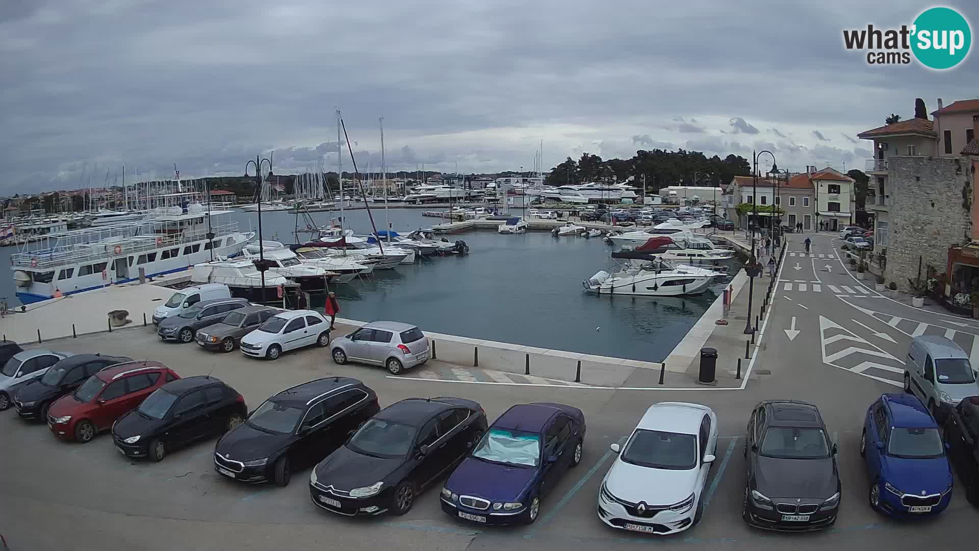 Novigrad | Porporela marina
