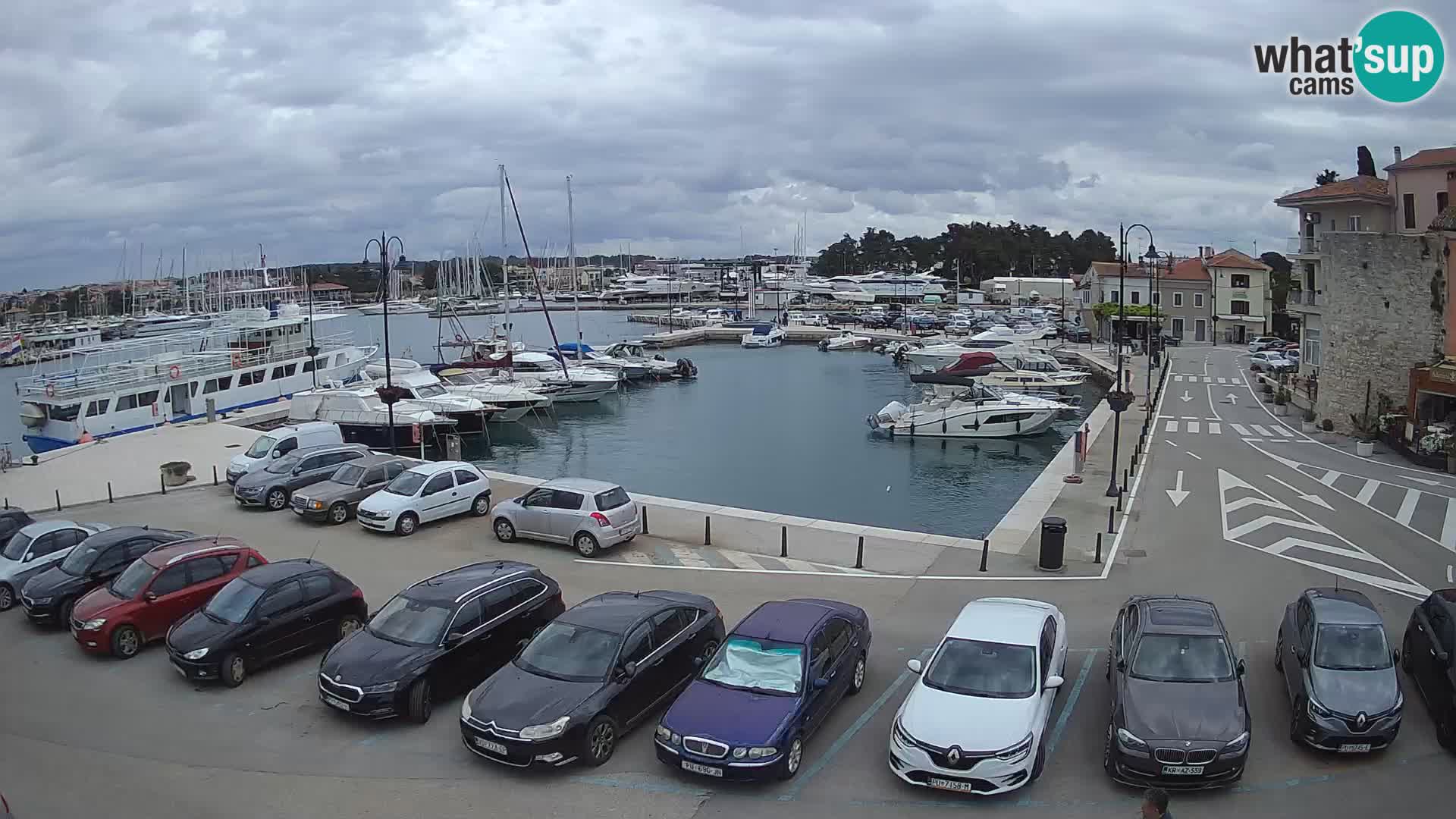 Novigrad | Porporela marina