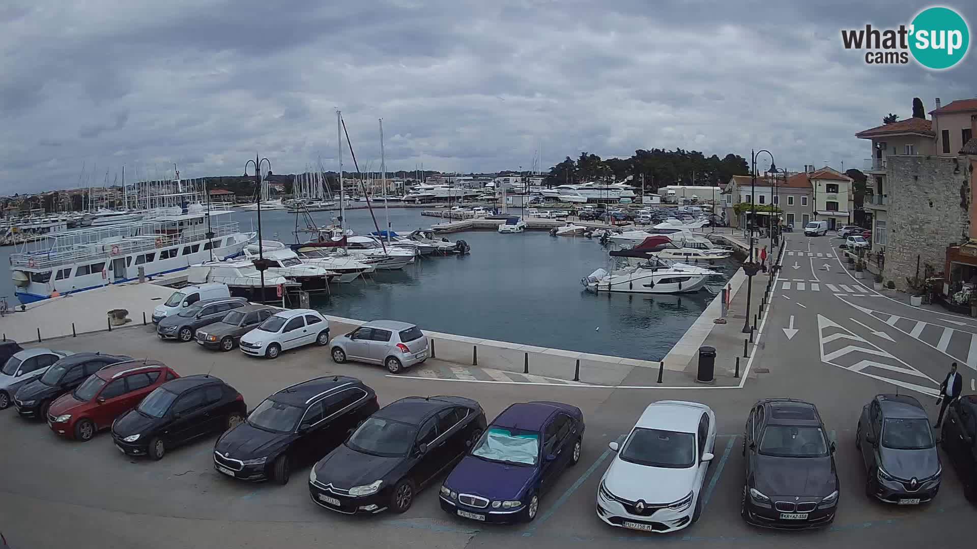 Novigrad | Porporela marina
