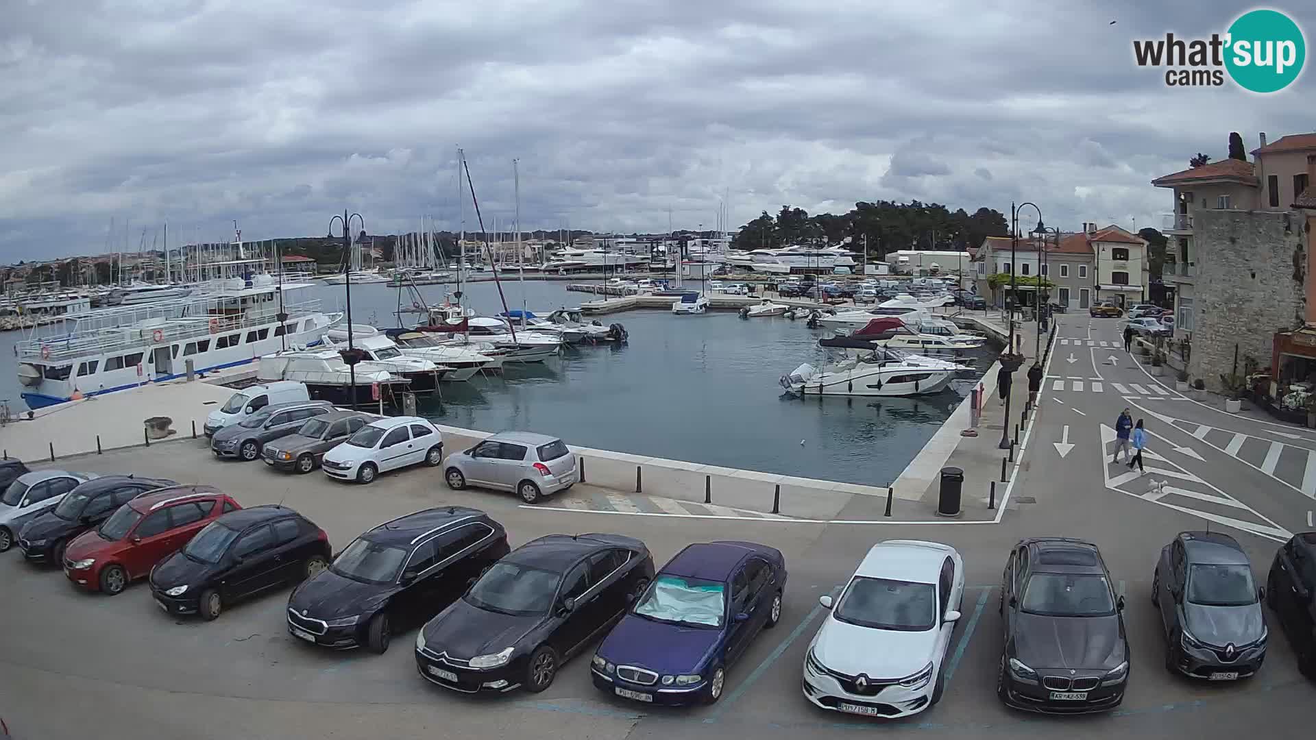 Novigrad | Porporela marina