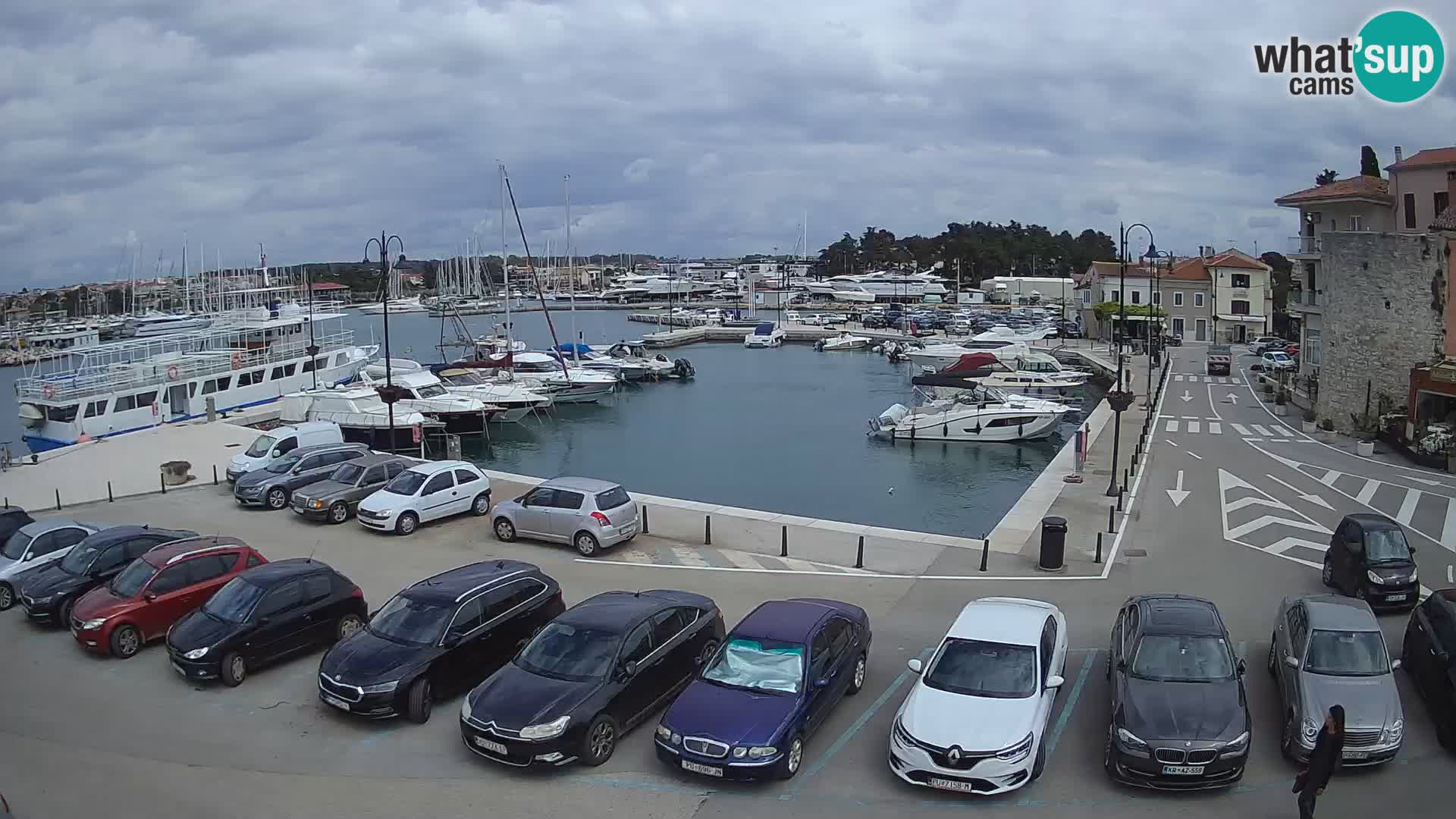 Novigrad | Porporela marina