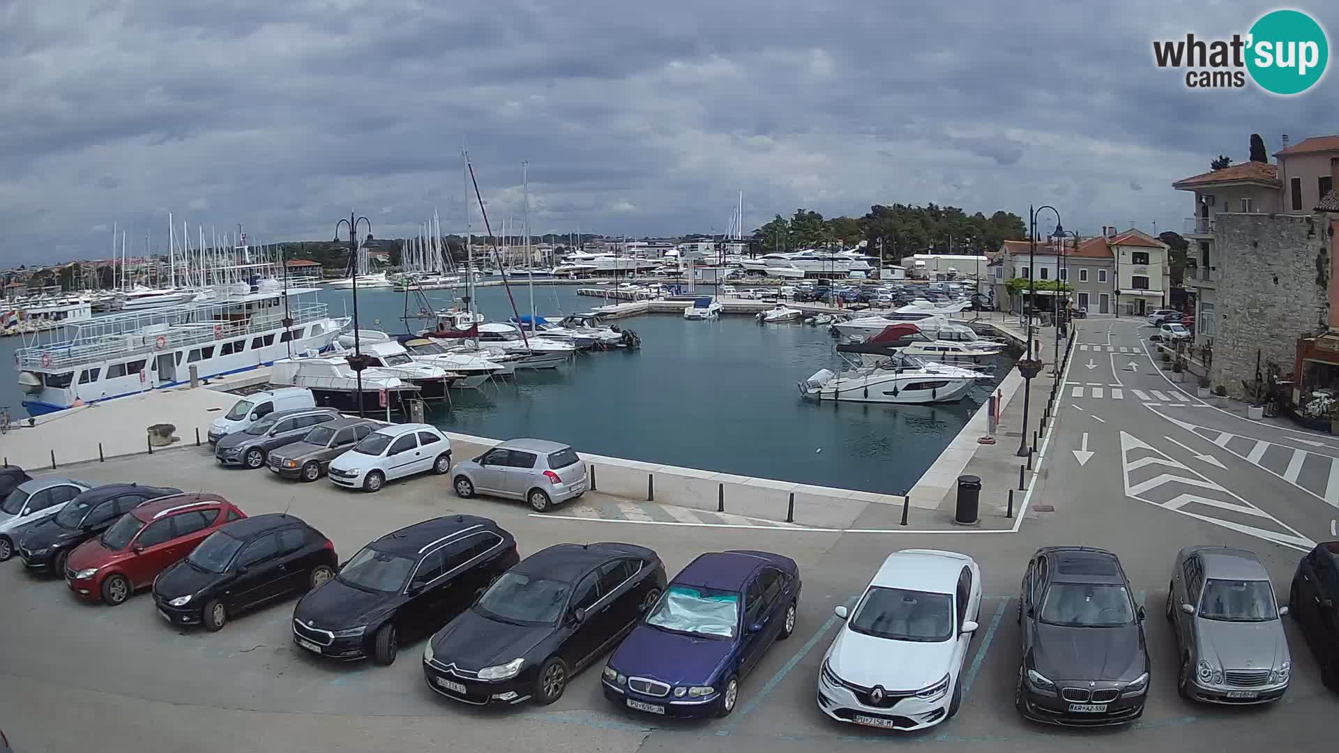 Novigrad | Porporela marina