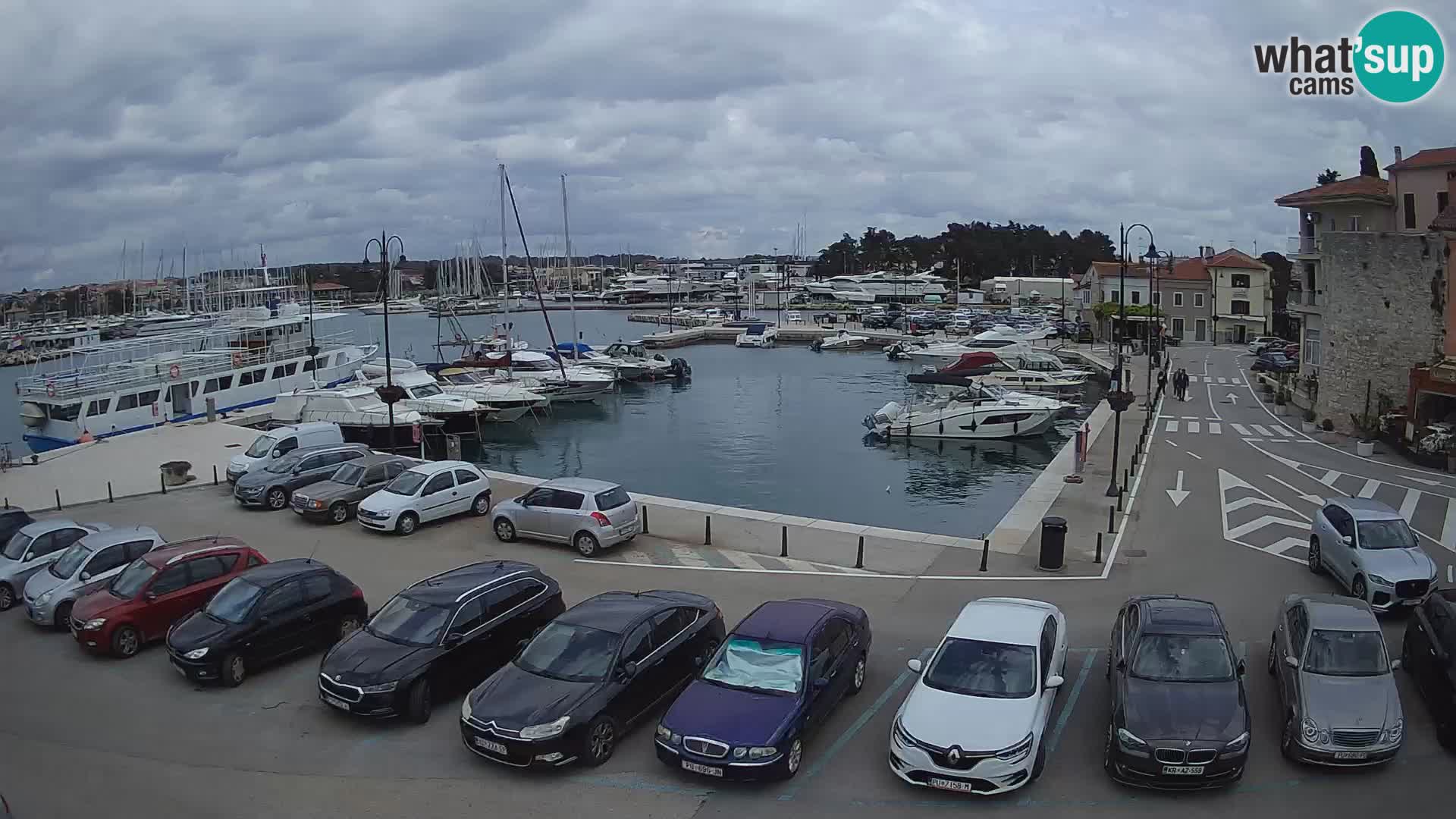 Novigrad | Porporela marina