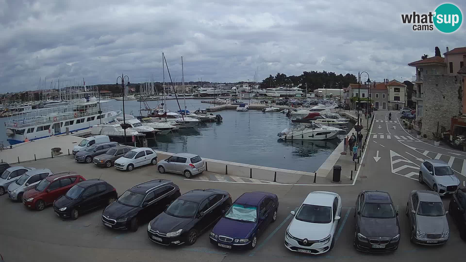 Novigrad | Porporela marina