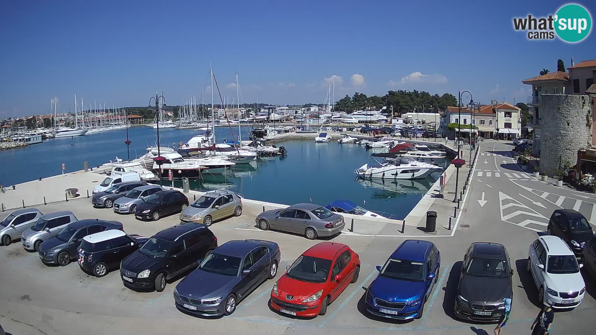 Novigrad | Porporela marina