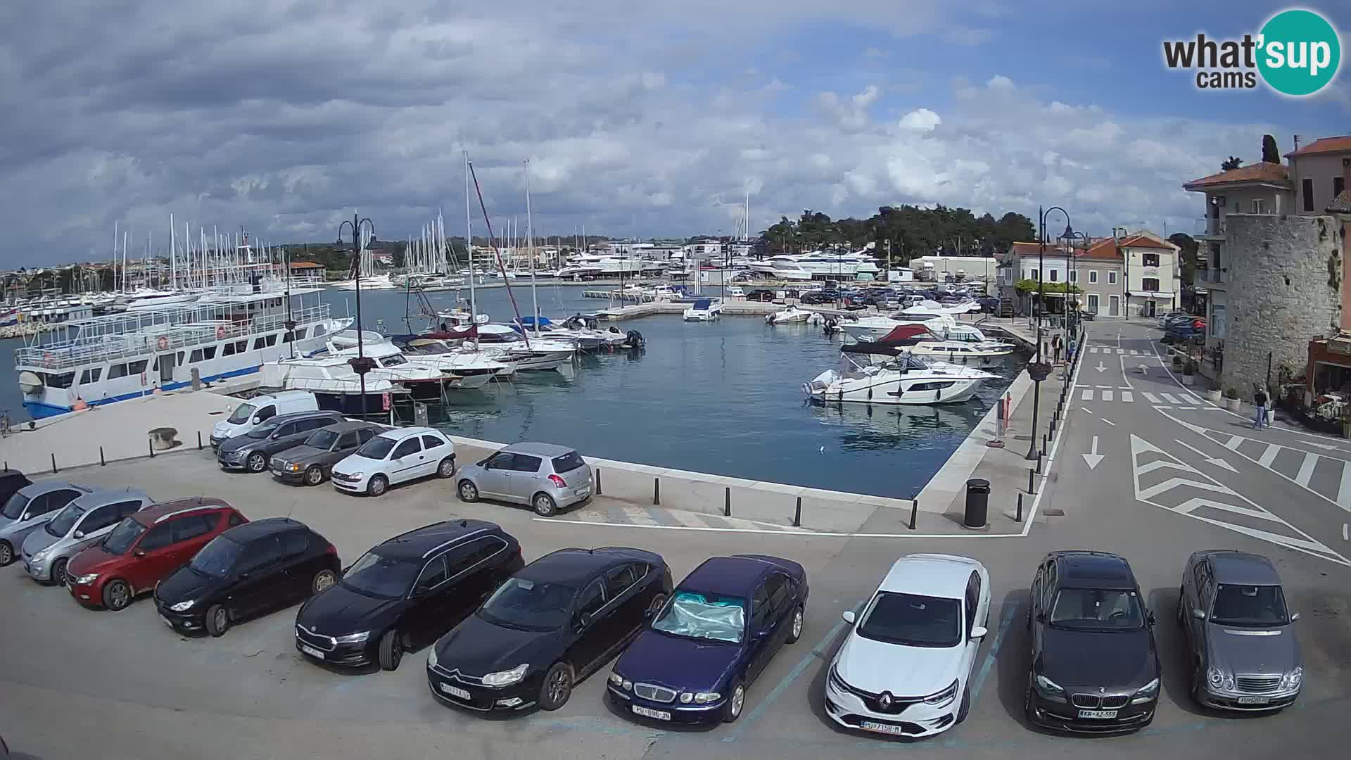 Novigrad | Porporela marina