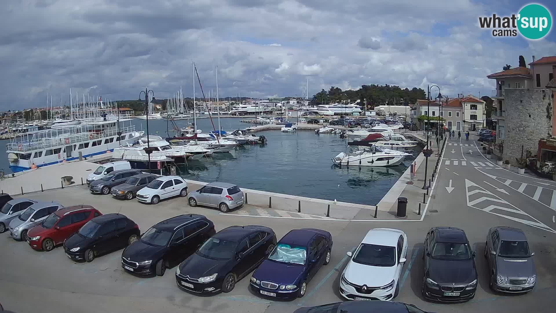 Novigrad | Porporela marina