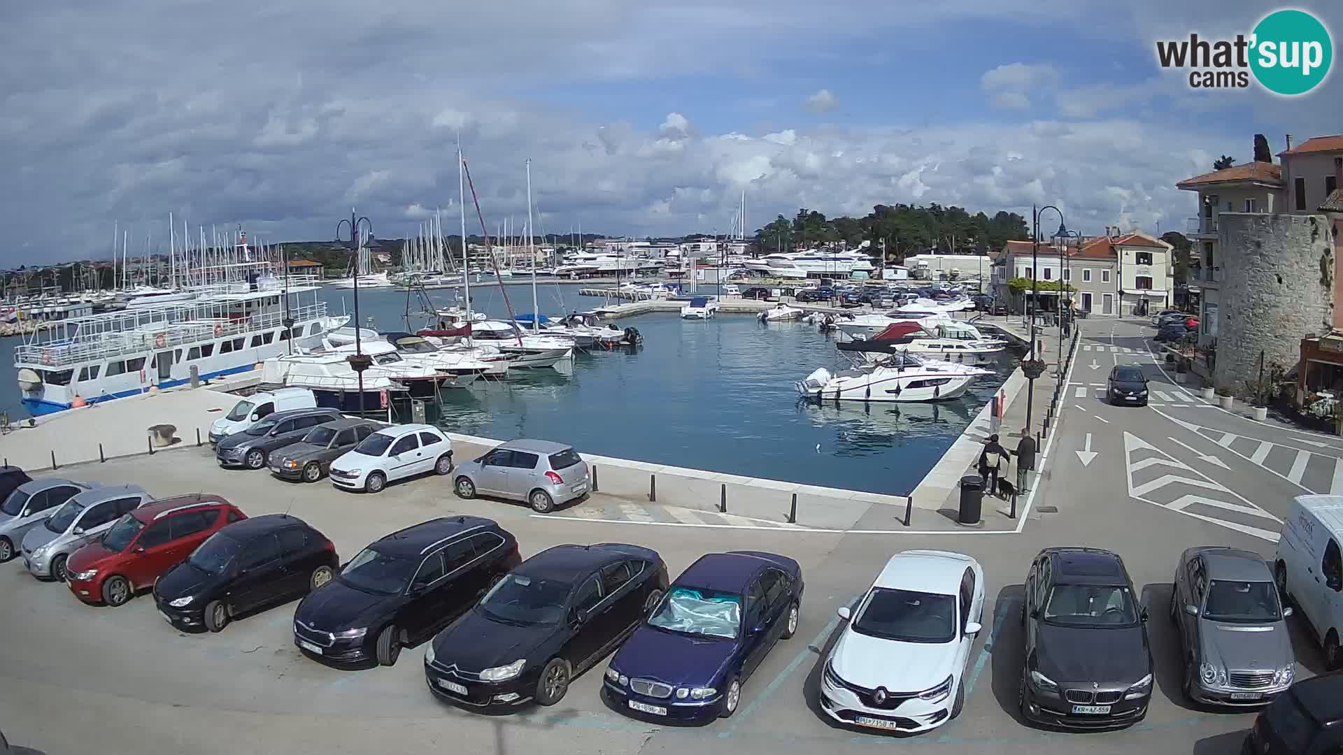 Novigrad | Porporela marina