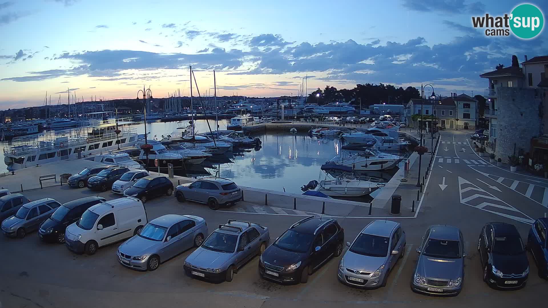 Novigrad | Porporela marina