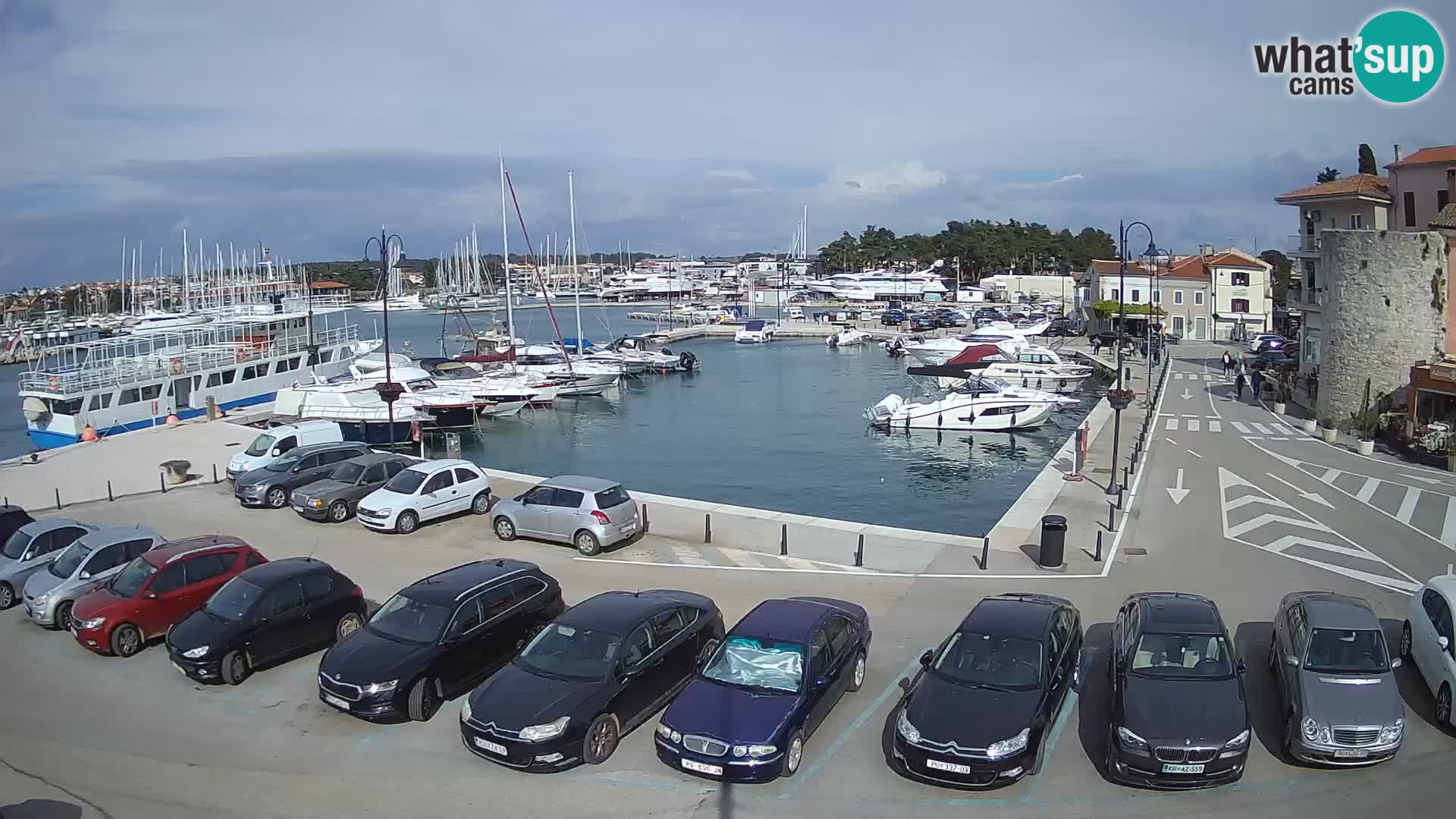 Novigrad | Porporela marina