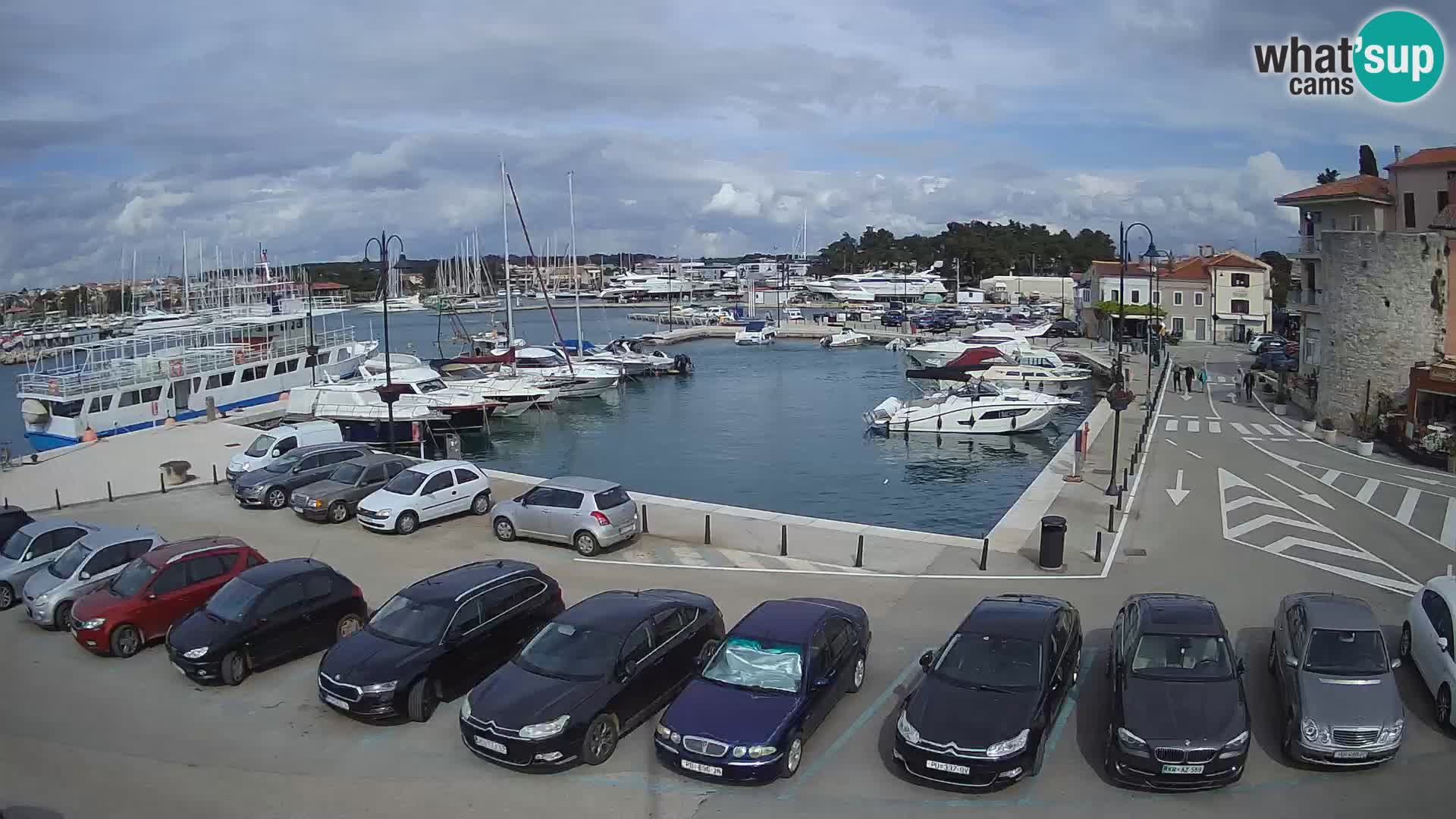 Novigrad | Porporela marina