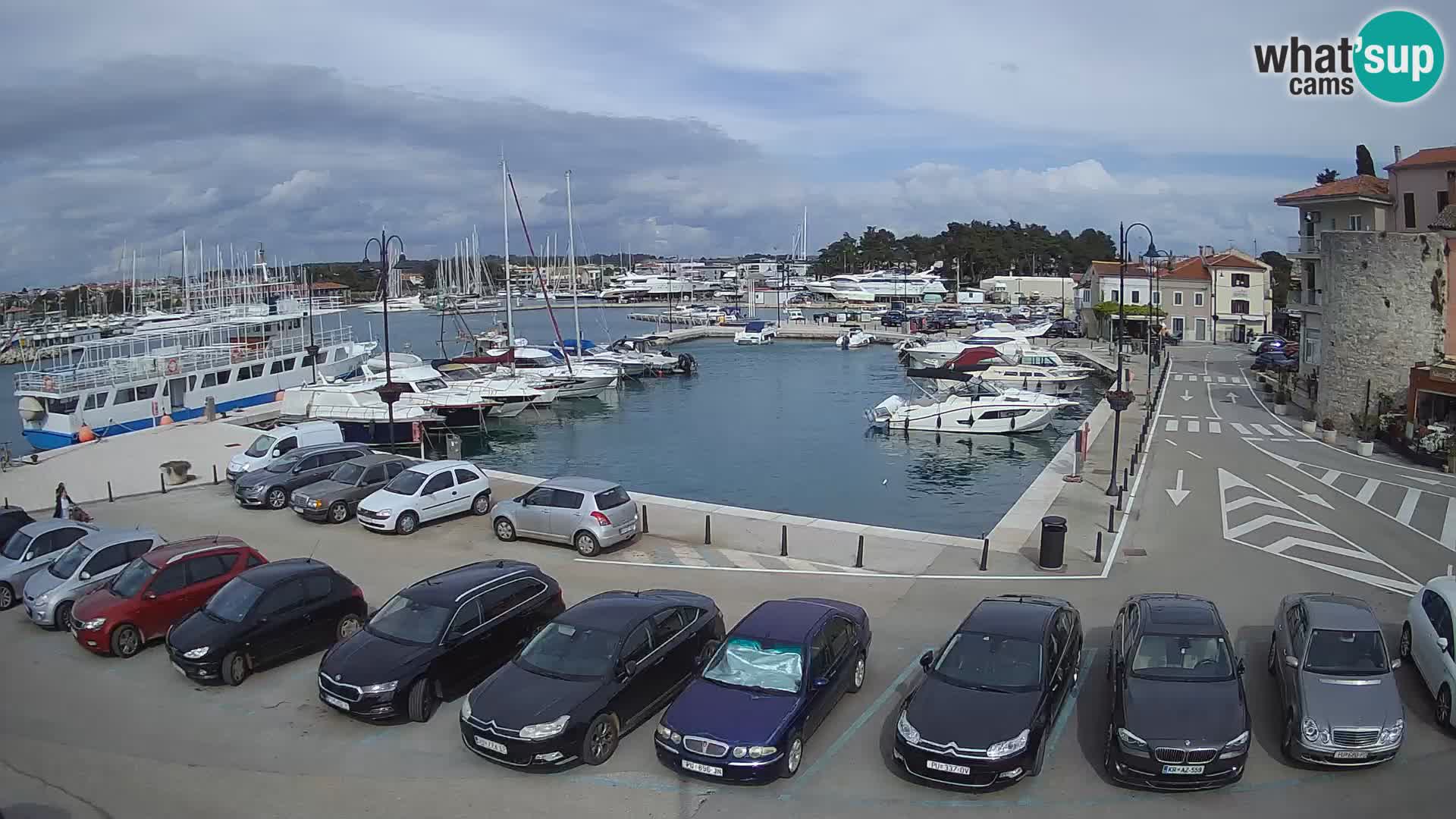 Novigrad | Porporela marina