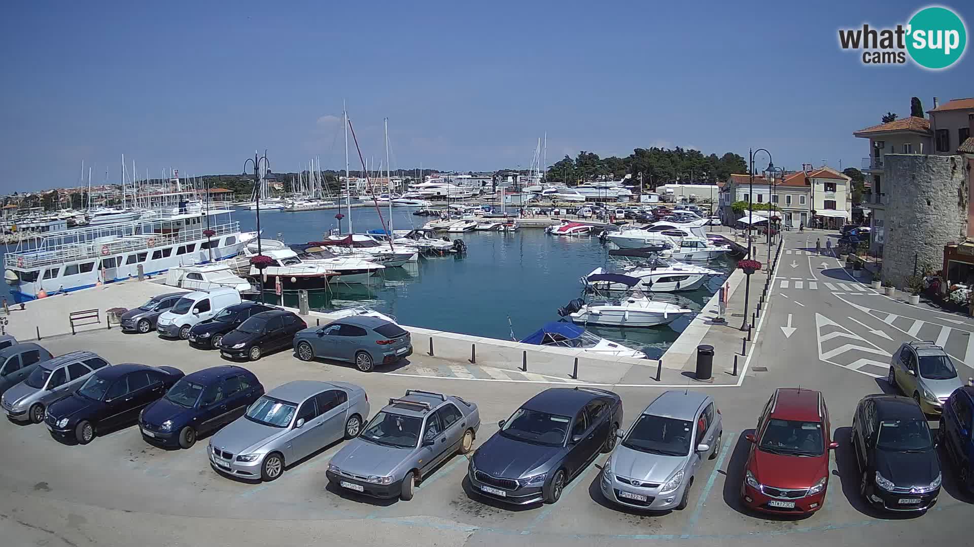 Novigrad | Porporela marina