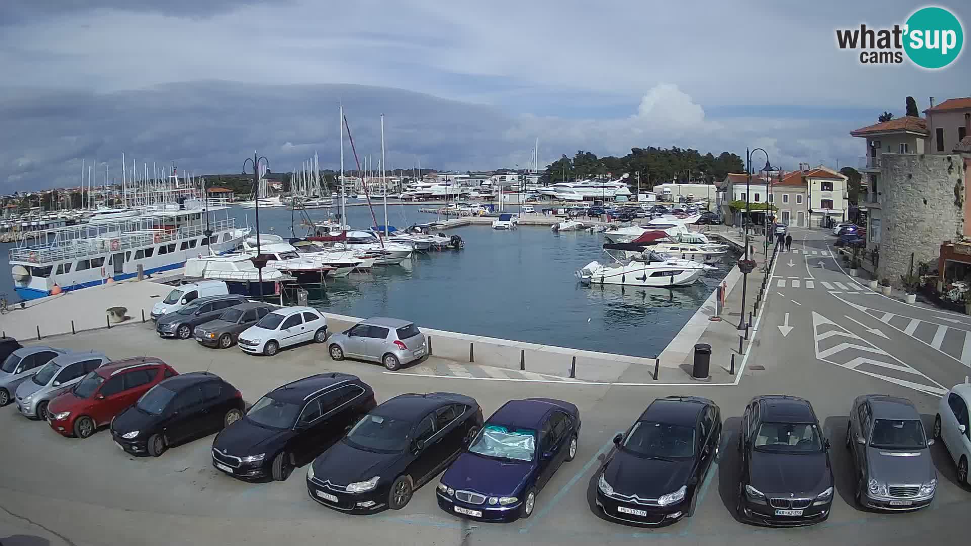 Novigrad | Porporela marina