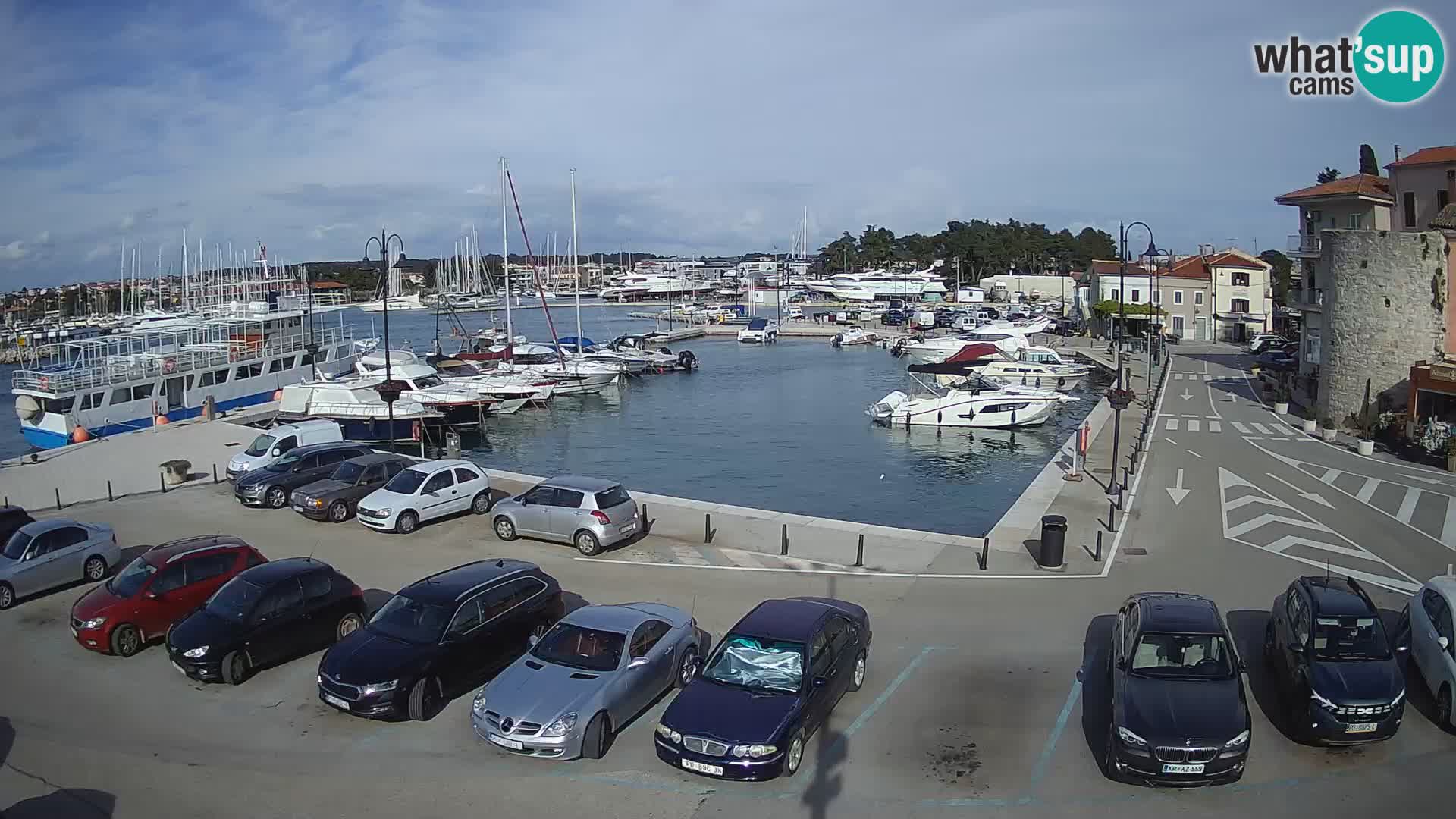 Novigrad | Porporela marina