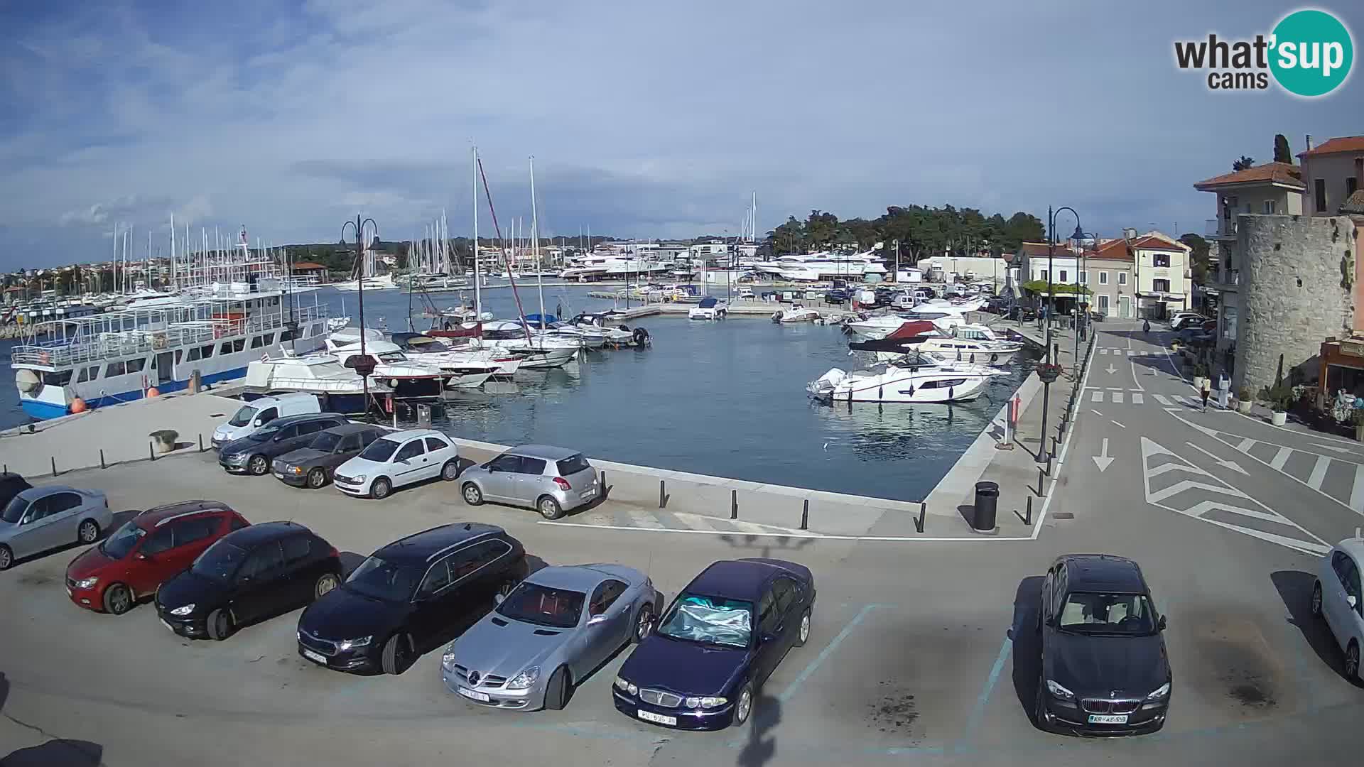 Novigrad | Porporela marina
