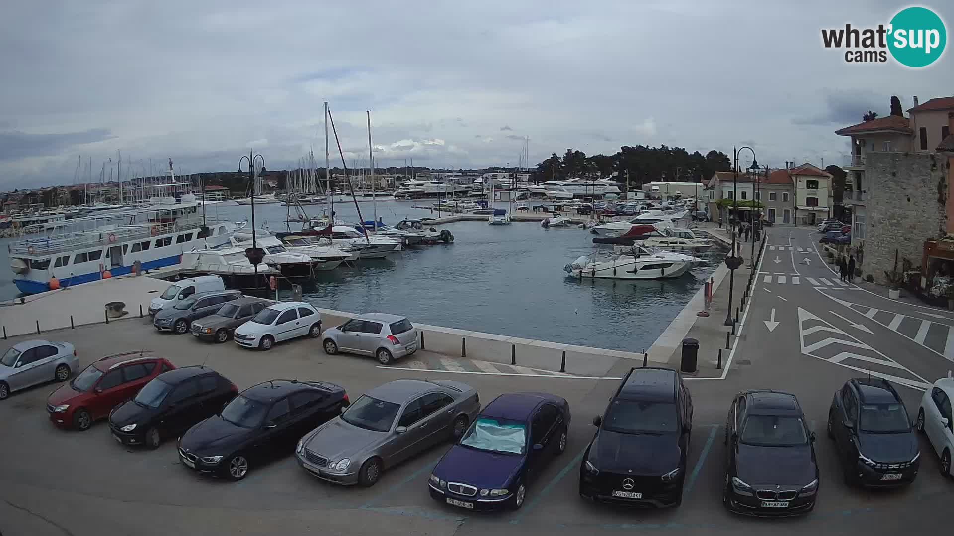 Novigrad | Porporela marina