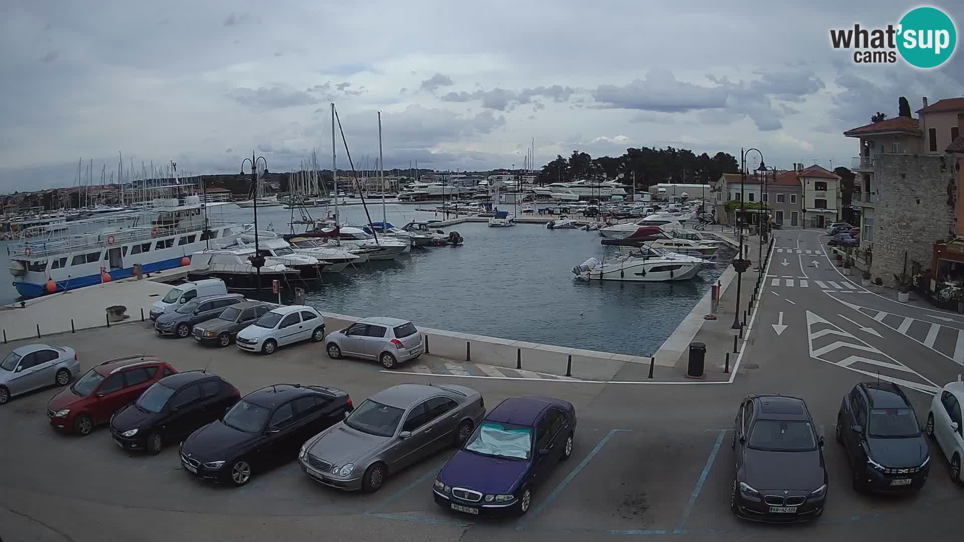 Novigrad | Porporela marina
