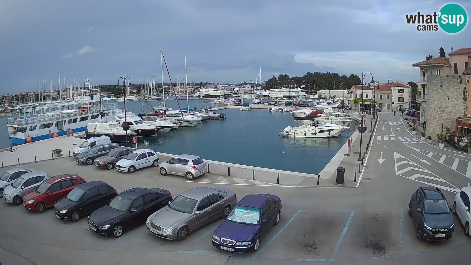Novigrad | Porporela marina