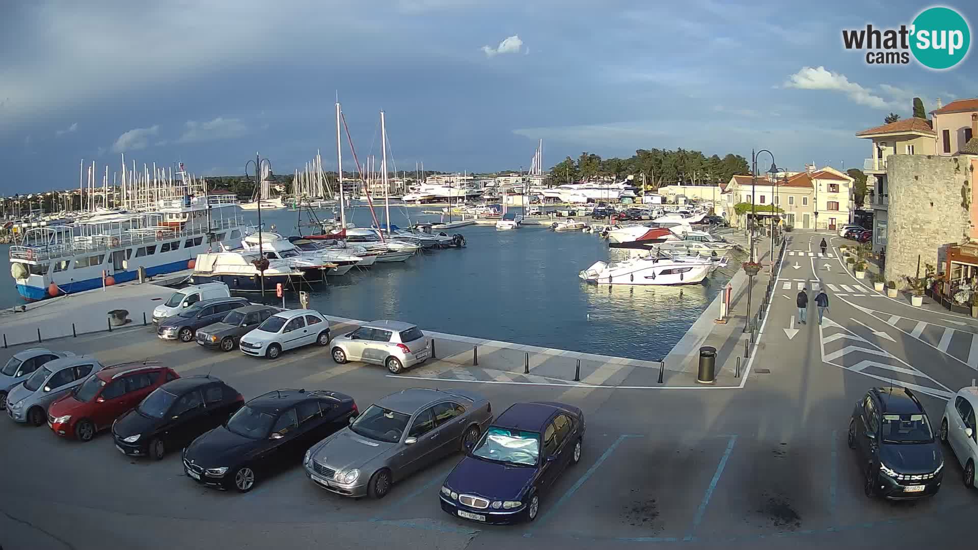 Novigrad | Porporela marina