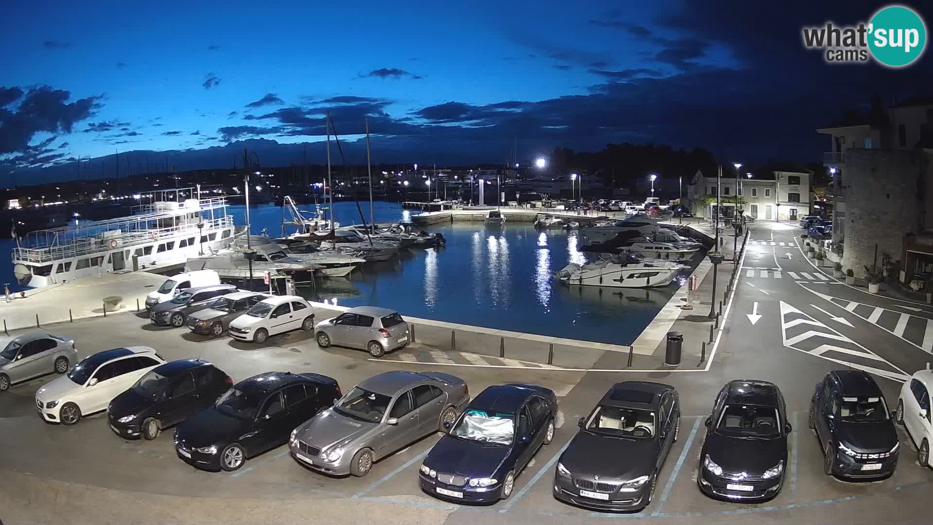 Novigrad | Porporela marina