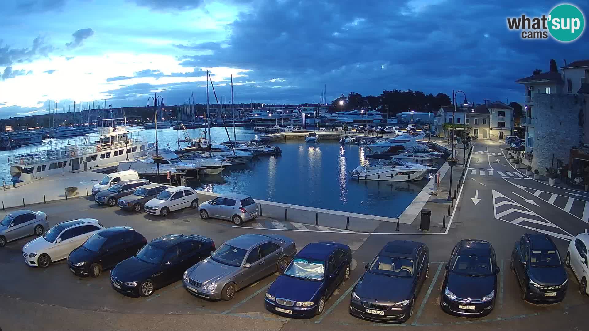 Novigrad | Porporela marina