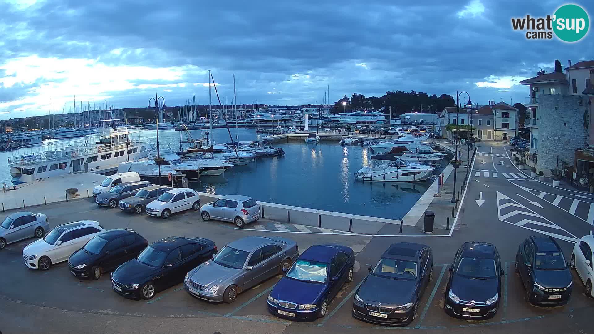 Novigrad | Porporela marina