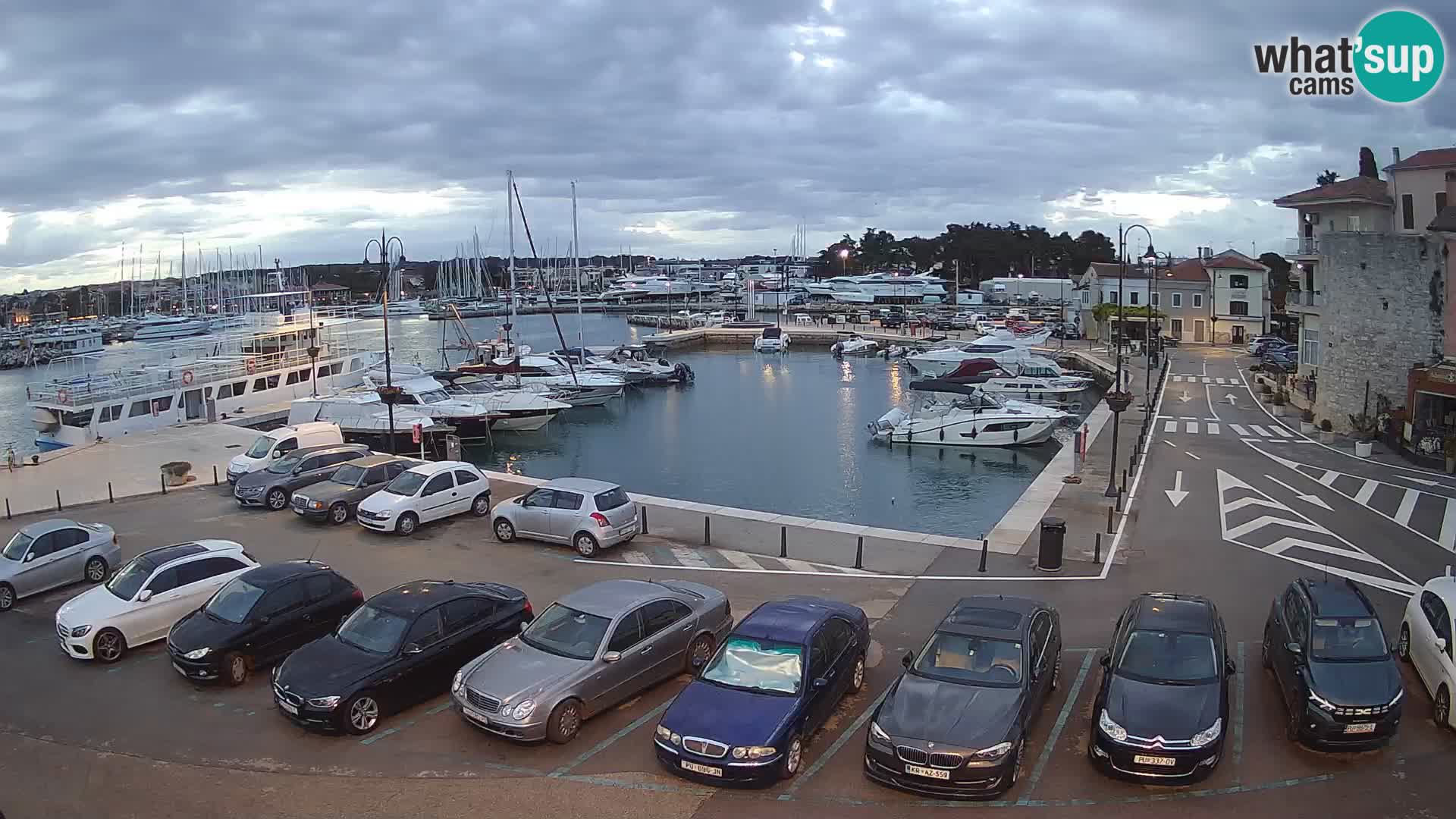 Novigrad | Porporela marina