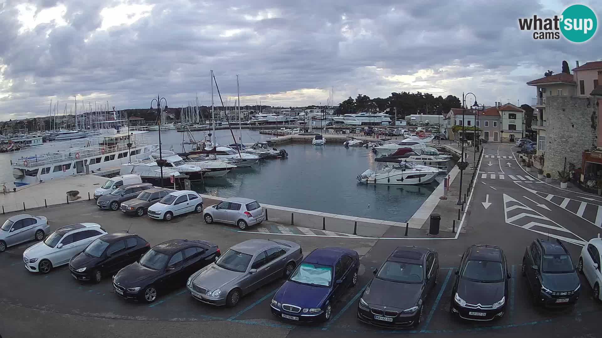 Novigrad | Porporela marina