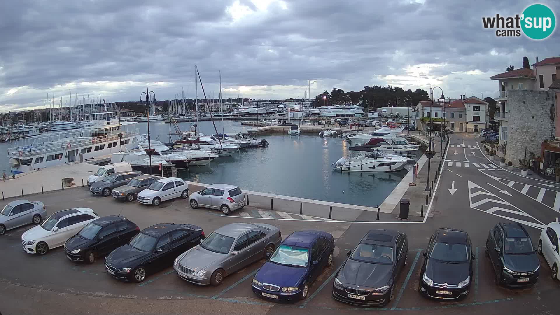 Novigrad | Porporela marina