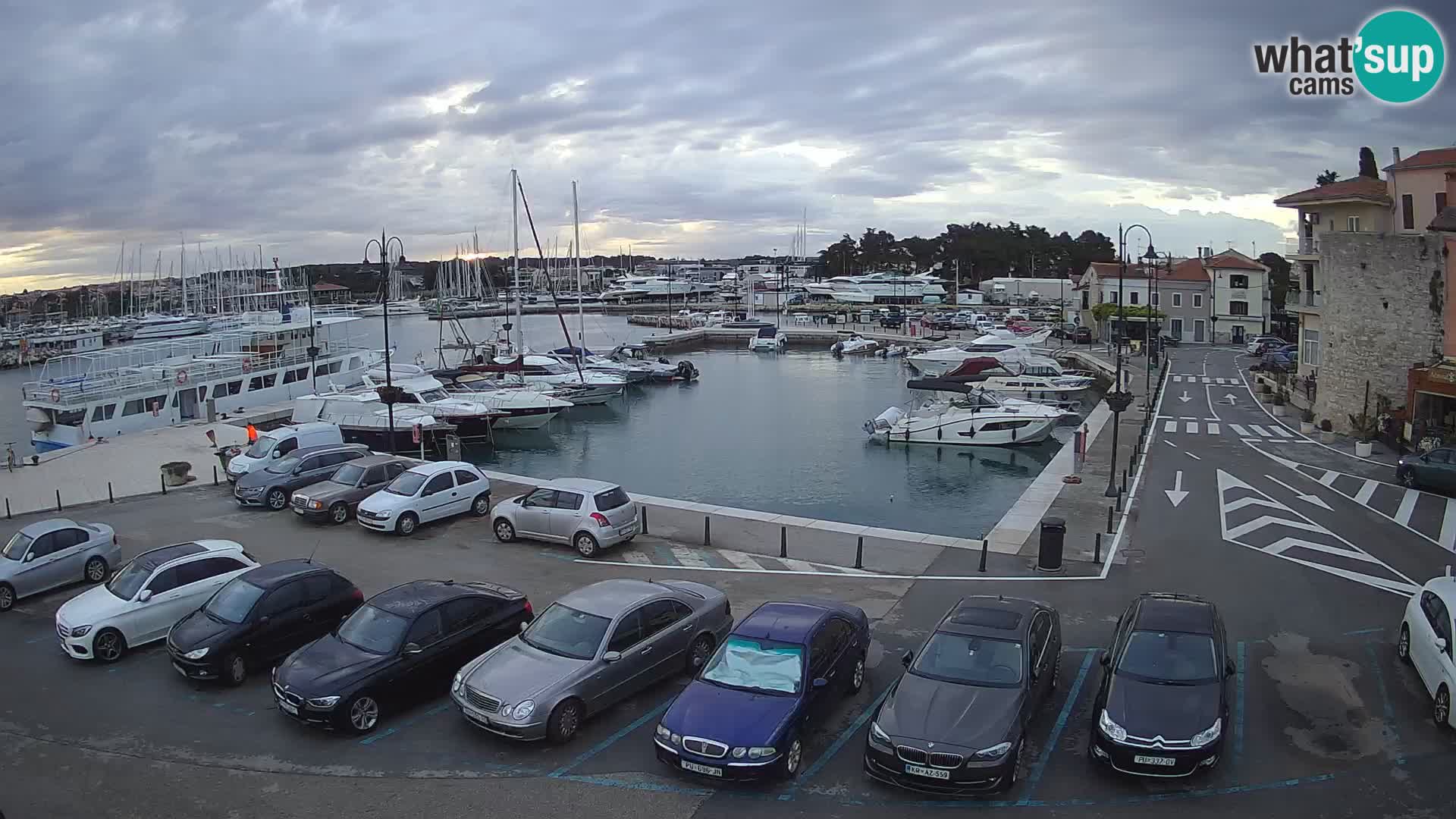 Novigrad | Porporela marina