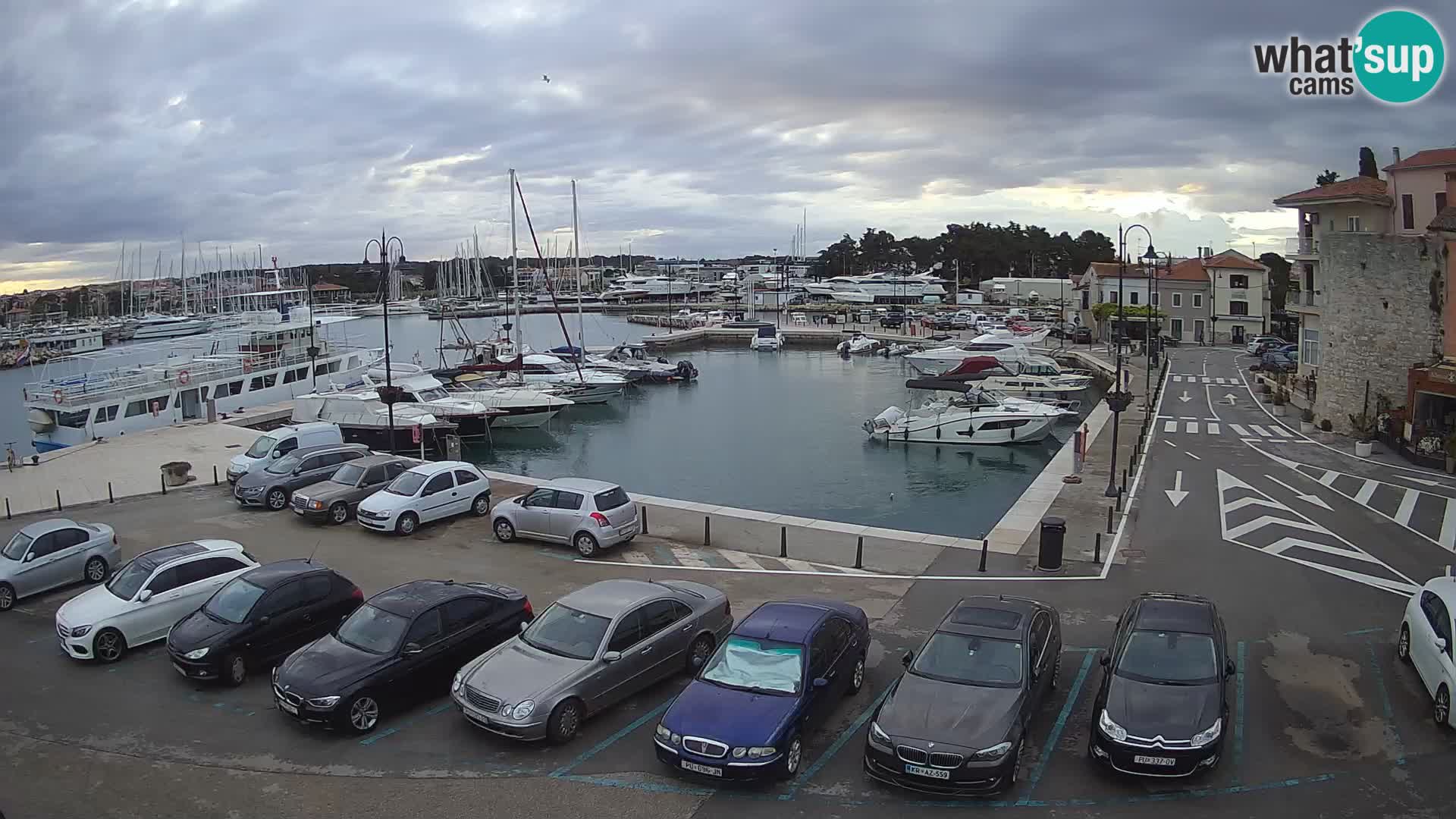 Novigrad | Porporela marina