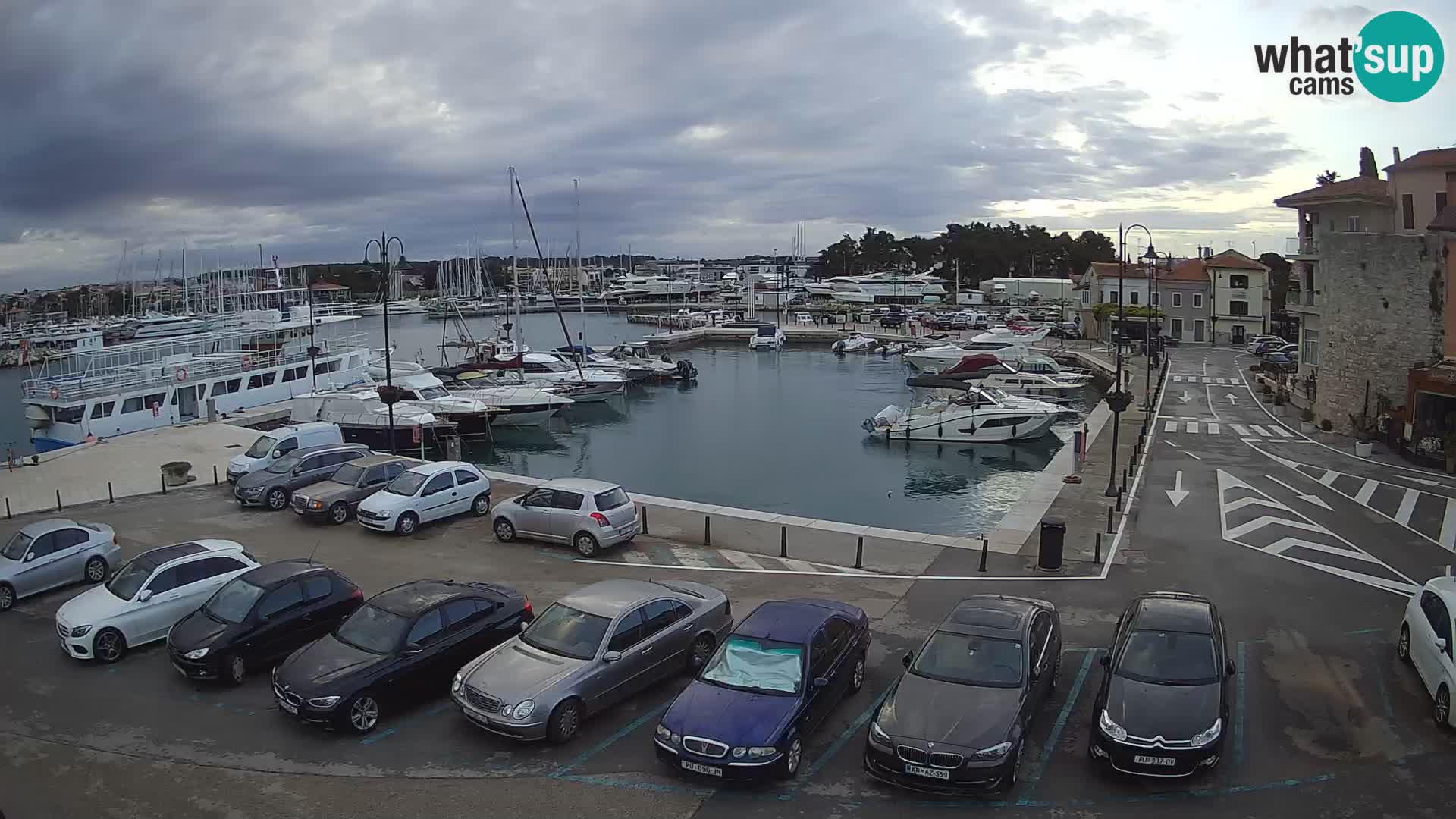 Novigrad | Porporela marina