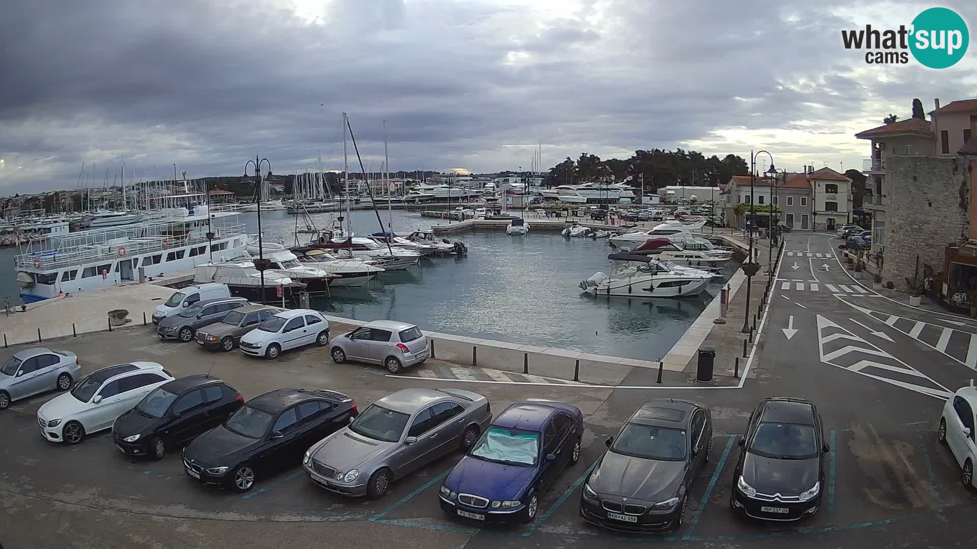 Novigrad | Porporela marina