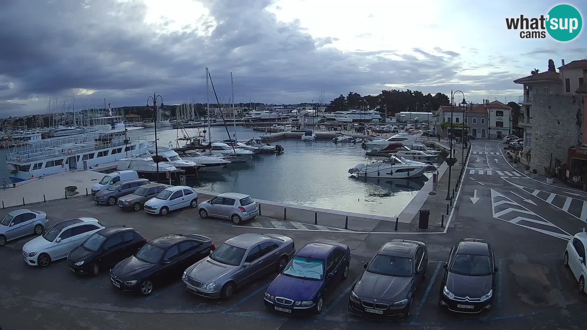 Novigrad | Porporela marina