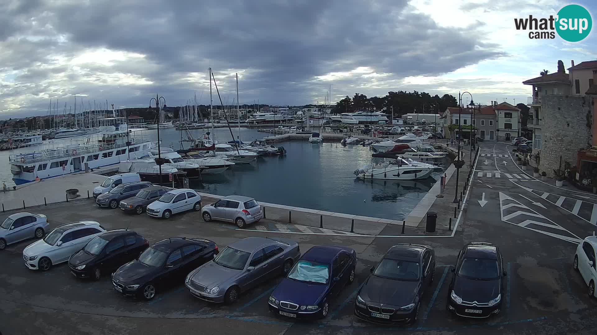 Novigrad | Porporela marina