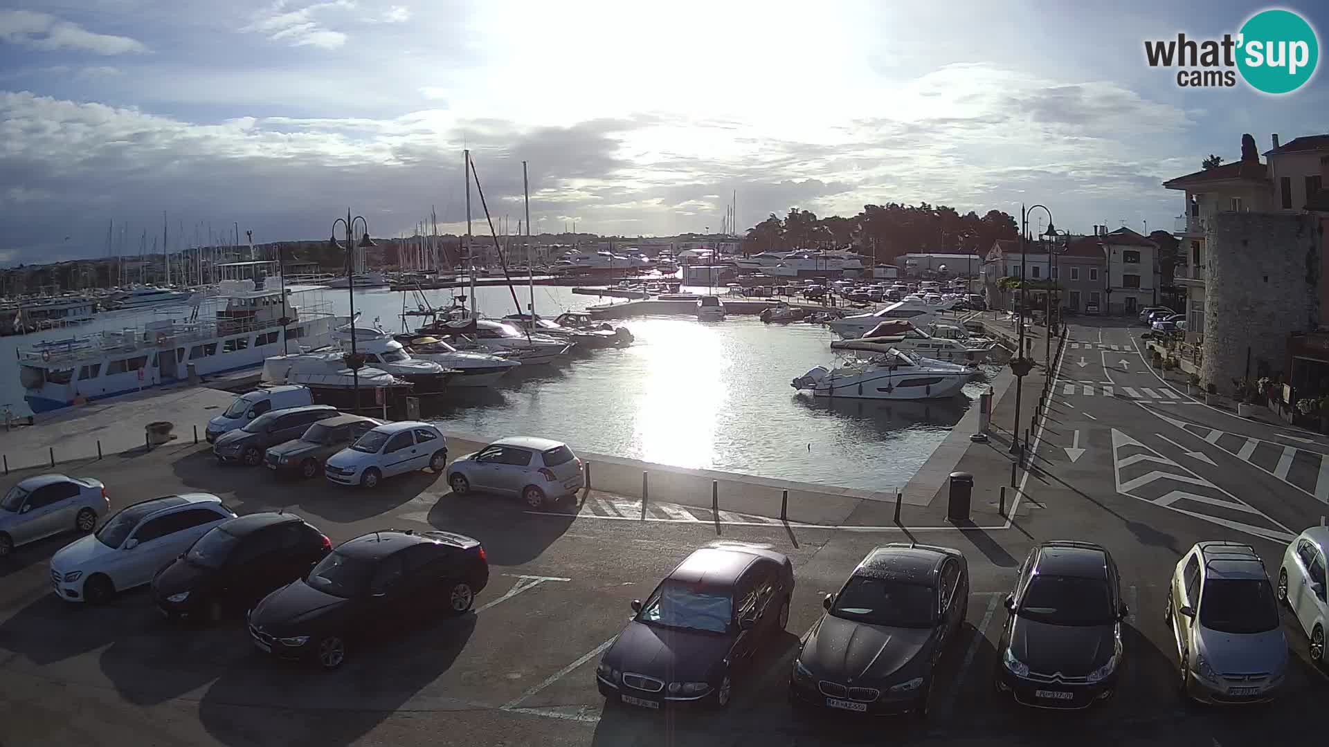 Novigrad | Porporela marina