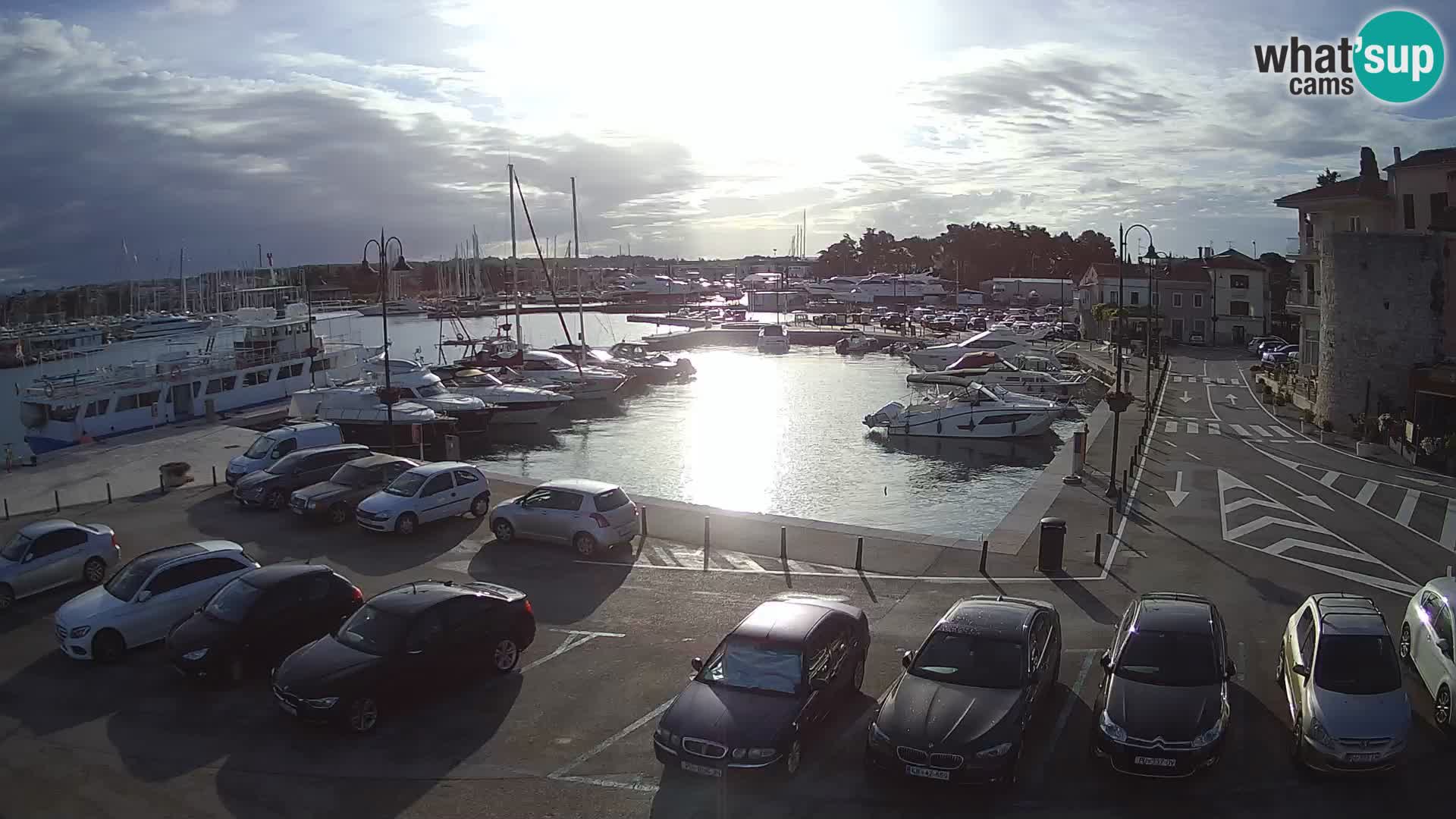 Novigrad | Porporela marina